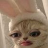 kittauv_o