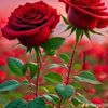 mst.ritu.khatun80