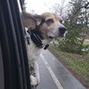 thebusybeeshopper
