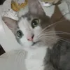 _capyof_