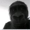 monkey_bui