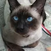 helenamelo067