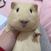 fiona.az3