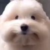 huskkqe