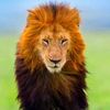 patrick.lion0