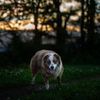 mc_kennels7