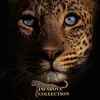 jafarovacollection