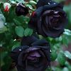 thirthiri62