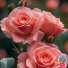 user5520080399688