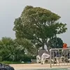 greenshinety