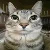 timtuiib7f4