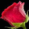 nirob7216
