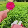queenhadya5