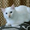 amineko_nya
