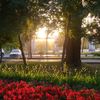 cherry._83_
