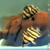 tigerfish_idae9639