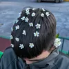 nigritosichek