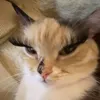 urfavvmajuu