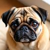 pugsk1