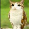 Meowl