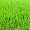 binhbooong20