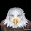 officiualmarvinbeak