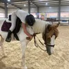 horsessport_alis