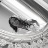 mrs.hagans