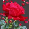 aysha___siddika25