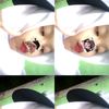 byla_llaa