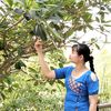 mya.thin.phyu1