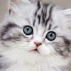 aminahjjg