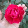 reema_rasaily5