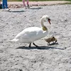 little_bird73