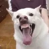 kliclacx