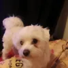 iulianve