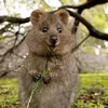 quokka0978