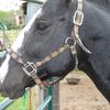 gravel.gertie5