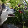 a_pawsome_adventure