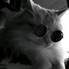 mahdion_7