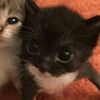 meowzersrock