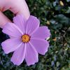yamen_aldahy55