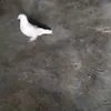 qabrstan8