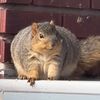 squirrelwastaken