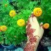 rumon.ahmed161
