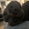 .lbuddy