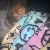 puppysncats
