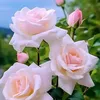 quen.amira._876