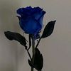 blueroseay