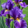 lilac_me_love
